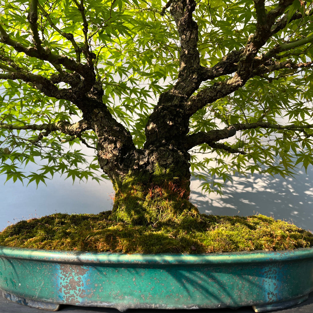 Bonsai Japanischer Fächerahorn / Acer palmatum „arakawa“