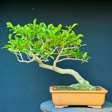 Lade das Bild in den Galerie-Viewer, Kamelie / Camelia japonica
