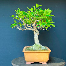 Lade das Bild in den Galerie-Viewer, Kamelie / Camelia japonica

