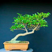 Lade das Bild in den Galerie-Viewer, Kamelie / Camelia japonica
