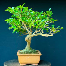 Lade das Bild in den Galerie-Viewer, Kamelie / Camelia japonica
