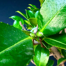 Lade das Bild in den Galerie-Viewer, Kamelie / Camelia japonica
