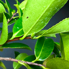Lade das Bild in den Galerie-Viewer, Kamelie / Camelia japonica
