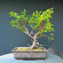 Lade das Bild in den Galerie-Viewer, Kirschpflaume / Prunus cerasifera
