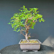Lade das Bild in den Galerie-Viewer, Kirschpflaume / Prunus cerasifera
