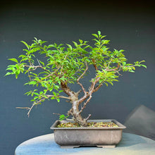 Lade das Bild in den Galerie-Viewer, Kirschpflaume / Prunus cerasifera
