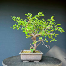 Lade das Bild in den Galerie-Viewer, Kirschpflaume / Prunus cerasifera
