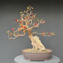 Lade das Bild in den Galerie-Viewer, Kornelkirsche / Cornus mas
