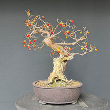 Lade das Bild in den Galerie-Viewer, Kornelkirsche / Cornus mas
