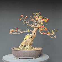 Lade das Bild in den Galerie-Viewer, Kornelkirsche / Cornus mas
