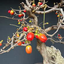 Lade das Bild in den Galerie-Viewer, Kornelkirsche / Cornus mas
