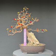 Lade das Bild in den Galerie-Viewer, Kornelkirsche / Cornus mas
