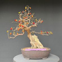 Lade das Bild in den Galerie-Viewer, Kornelkirsche / Cornus mas
