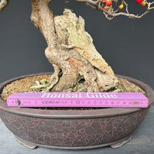 Lade das Bild in den Galerie-Viewer, Kornelkirsche / Cornus mas
