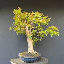 Lade das Bild in den Galerie-Viewer, Bonsai Lagerströmie / Lagerstroemia indica
