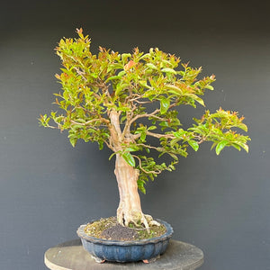 Bonsai Lagerströmie / Lagerstroemia indica