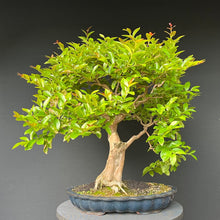 Lade das Bild in den Galerie-Viewer, Bonsai Lagerströmie / Lagerstroemia indica
