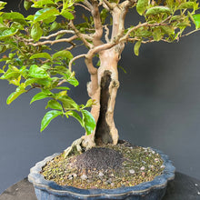 Lade das Bild in den Galerie-Viewer, Bonsai Lagerströmie / Lagerstroemia indica
