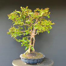 Lade das Bild in den Galerie-Viewer, Bonsai Lagerströmie / Lagerstroemia indica
