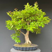 Lade das Bild in den Galerie-Viewer, Bonsai Lagerströmie / Lagerstroemia indica
