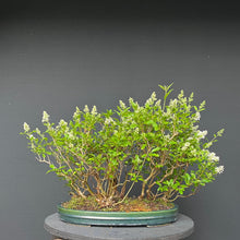 Lade das Bild in den Galerie-Viewer, Gemeiner Liguster / Ligustrum vulgare Floßform
