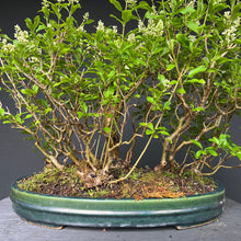Lade das Bild in den Galerie-Viewer, Gemeiner Liguster / Ligustrum vulgare Floßform
