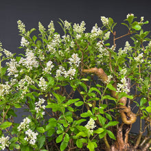 Lade das Bild in den Galerie-Viewer, Gemeiner Liguster / Ligustrum vulgare Floßform

