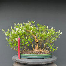 Lade das Bild in den Galerie-Viewer, Gemeiner Liguster / Ligustrum vulgare Floßform
