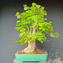 Lade das Bild in den Galerie-Viewer, Winterlinde / Tilia cordata
