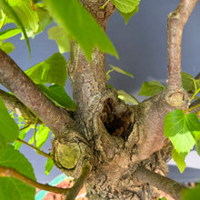 Lade das Bild in den Galerie-Viewer, Winterlinde / Tilia cordata
