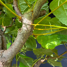 Lade das Bild in den Galerie-Viewer, Winterlinde / Tilia cordata
