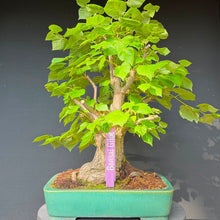 Lade das Bild in den Galerie-Viewer, Winterlinde / Tilia cordata
