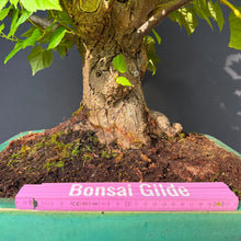 Lade das Bild in den Galerie-Viewer, Winterlinde / Tilia cordata
