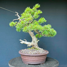 Lade das Bild in den Galerie-Viewer, Japanische Mädchenkiefer / Pinus parviflora

