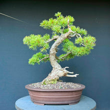 Lade das Bild in den Galerie-Viewer, Japanische Mädchenkiefer / Pinus parviflora
