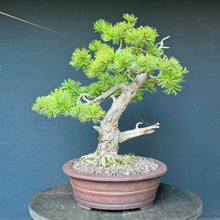 Lade das Bild in den Galerie-Viewer, Japanische Mädchenkiefer / Pinus parviflora
