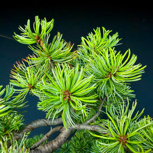 Lade das Bild in den Galerie-Viewer, Japanische Mädchenkiefer / Pinus parviflora

