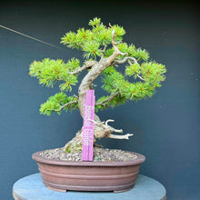 Lade das Bild in den Galerie-Viewer, Japanische Mädchenkiefer / Pinus parviflora
