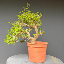 Lade das Bild in den Galerie-Viewer, Orientalische Hainbuche / Carpinus orientalis
