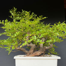 Lade das Bild in den Galerie-Viewer, Orientalische Hainbuche / Carpinus orientalis
