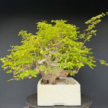Lade das Bild in den Galerie-Viewer, Orientalische Hainbuche / Carpinus orientalis
