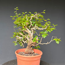 Lade das Bild in den Galerie-Viewer, Orientalische Hainbuche / Carpinus orientalis
