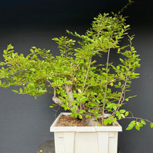 Lade das Bild in den Galerie-Viewer, Orientalische Hainbuche / Carpinus orientalis
