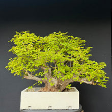 Lade das Bild in den Galerie-Viewer, Orientalische Hainbuche / Carpinus orientalis
