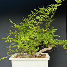Lade das Bild in den Galerie-Viewer, Orientalische Hainbuche / Carpinus orientalis
