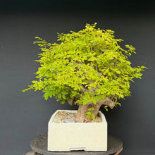 Lade das Bild in den Galerie-Viewer, Orientalische Hainbuche / Carpinus orientalis
