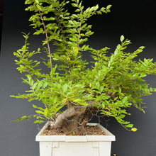 Lade das Bild in den Galerie-Viewer, Orientalische Hainbuche / Carpinus orientalis
