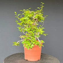 Lade das Bild in den Galerie-Viewer, Orientalische Hainbuche / Carpinus orientalis
