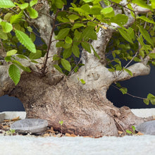 Lade das Bild in den Galerie-Viewer, Orientalische Hainbuche / Carpinus orientalis
