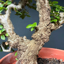 Lade das Bild in den Galerie-Viewer, Orientalische Hainbuche / Carpinus orientalis
